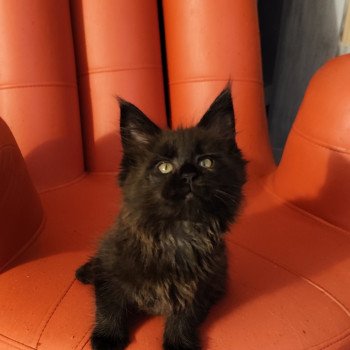 chaton Maine coon black Abyss Chatterie Kitten's Palace Elevage de Maine Coon