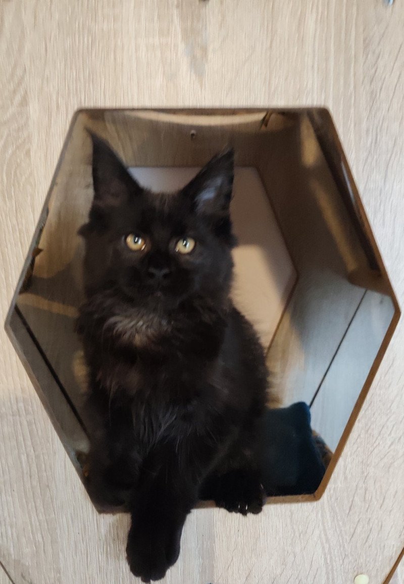 Abyss Kitten's Palace Femelle Maine coon
