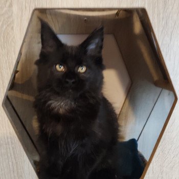 chaton Maine coon black Abyss Chatterie Kitten's Palace Elevage de Maine Coon chaton Maine coon black Abyss Chatterie Kitten's Palace Elevage de Maine Coon