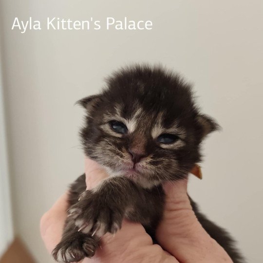 Ayla Kitten's Palace Femelle Maine coon