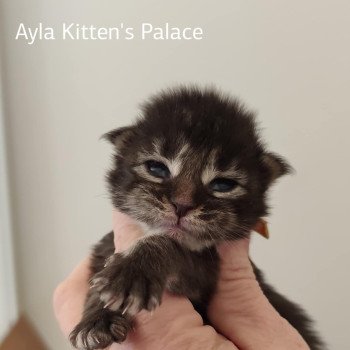 chaton Maine coon A Chatterie Kitten's Palace Elevage de Maine Coon