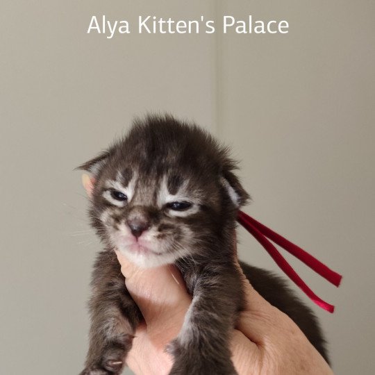 Ayla Kitten's Palace Femelle Maine coon