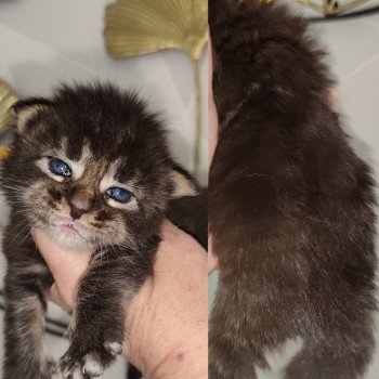chaton Maine coon brown tabby Ayla Chatterie Kitten's Palace Elevage de Maine Coon