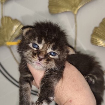 chaton Maine coon brown tabby Ayla Chatterie Kitten's Palace Elevage de Maine Coon