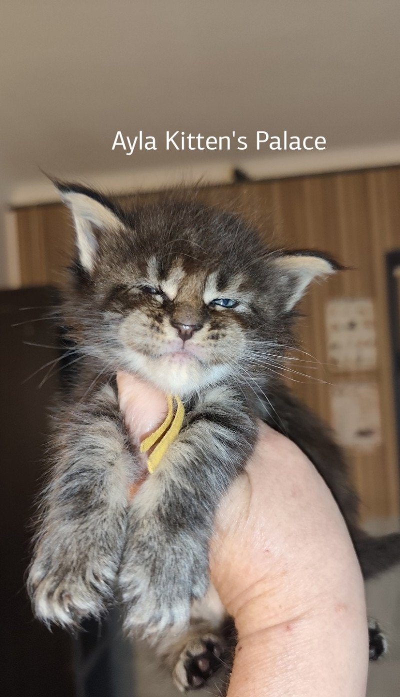 Ayla Kitten's Palace Femelle Maine coon