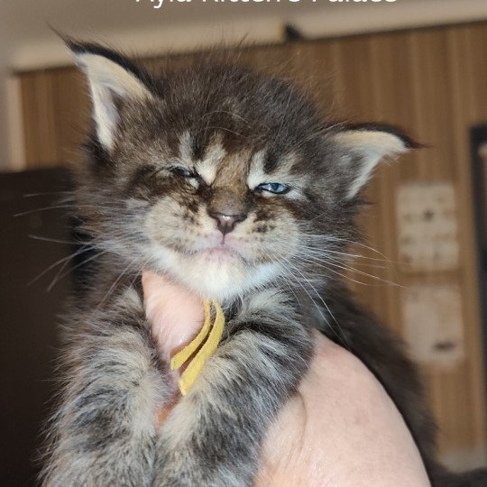 Ayla Kitten's Palace Femelle Maine coon