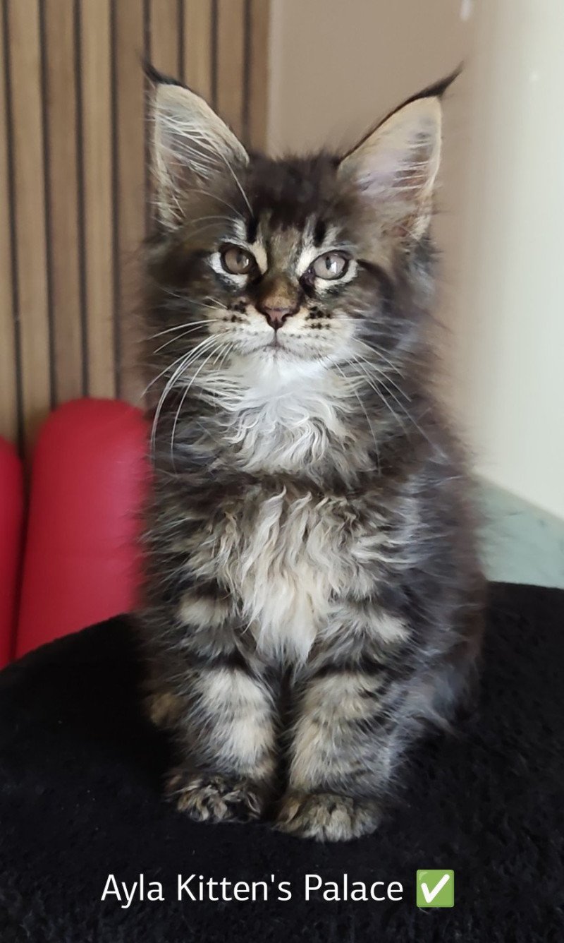 Ayla Kitten's Palace Femelle Maine coon