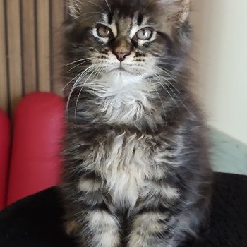chaton Maine coon brown tabby Ayla Chatterie Kitten's Palace Elevage de Maine Coon