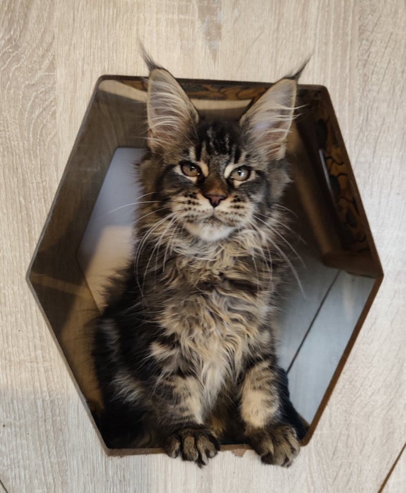 Ayla Kitten's Palace Femelle Maine coon