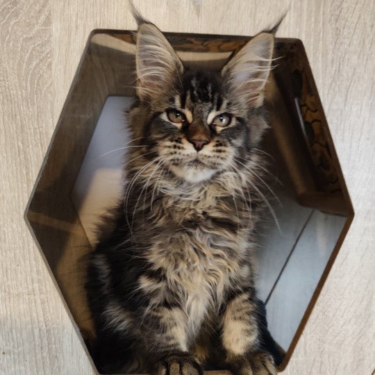 Ayla Kitten's Palace Femelle Maine coon