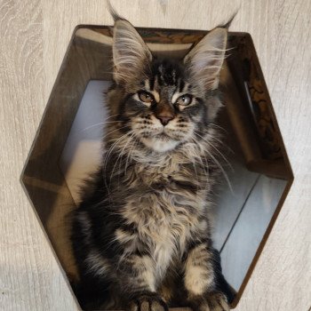 chaton Maine coon brown tabby Ayla Chatterie Kitten's Palace Elevage de Maine Coon chaton Maine coon brown tabby Ayla Chatterie Kitten's Palace Elevage de Maine Coon
