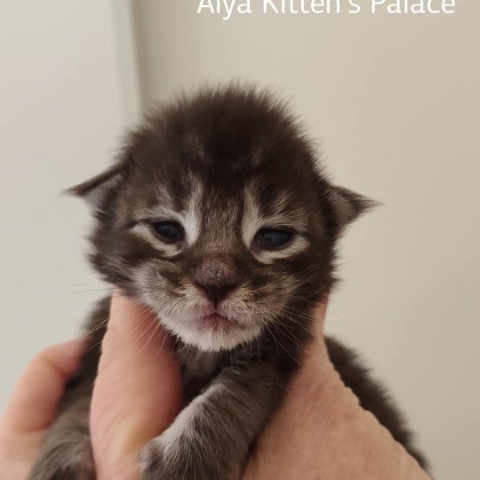Alya Kitten's Palace Femelle Maine coon