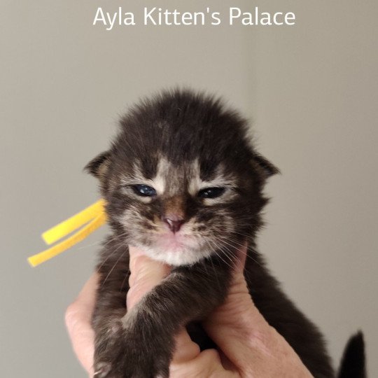 Alya Kitten's Palace Femelle Maine coon