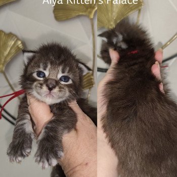 chaton Maine coon brown tabby Alya Chatterie Kitten's Palace Elevage de Maine Coon