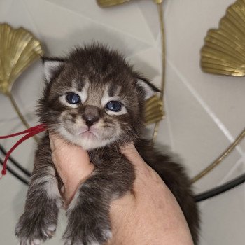 chaton Maine coon brown tabby Alya Chatterie Kitten's Palace Elevage de Maine Coon