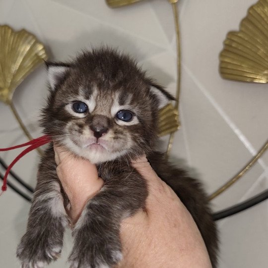 Alya Kitten's Palace Femelle Maine coon
