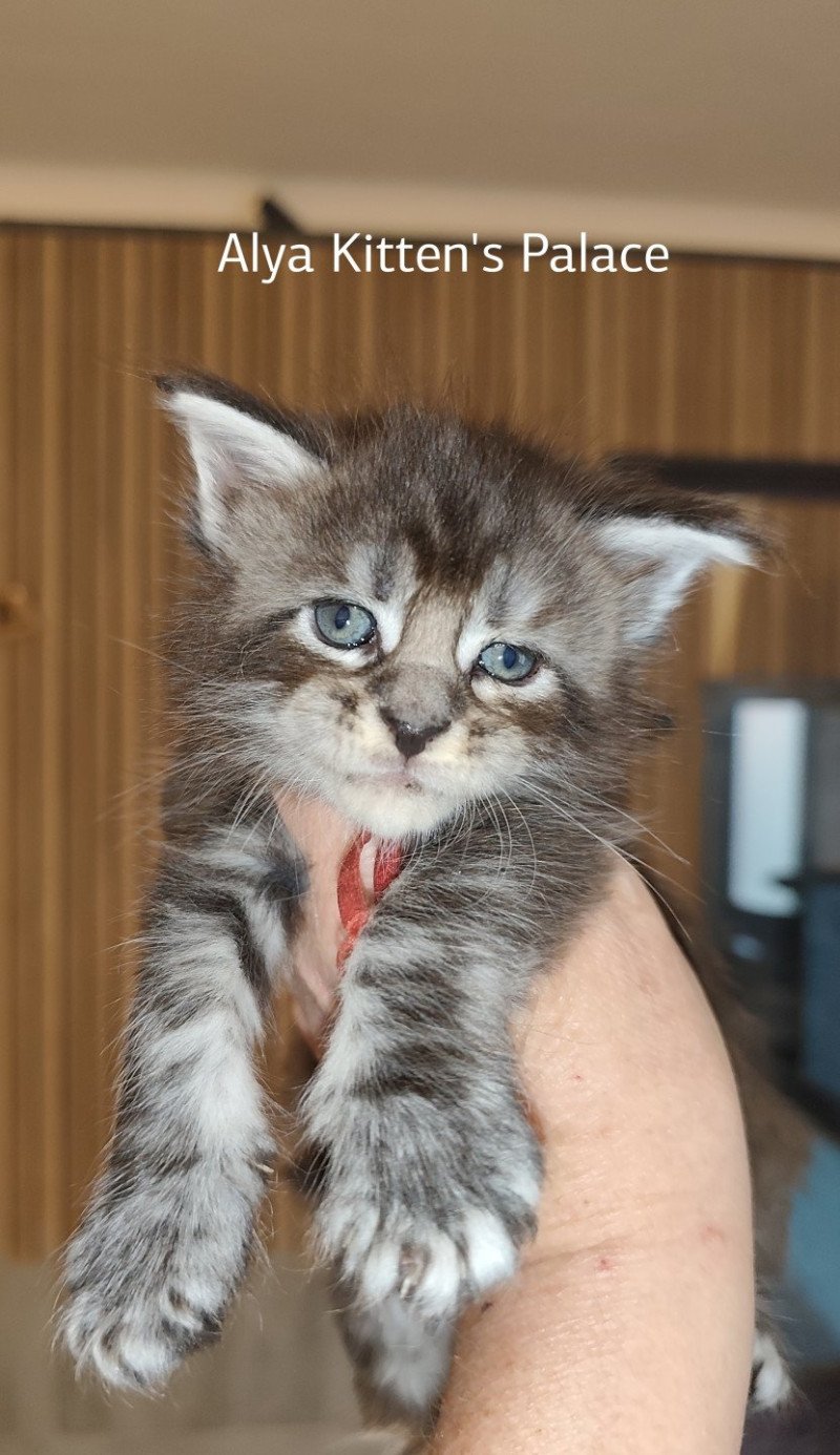 Alya Kitten's Palace Femelle Maine coon
