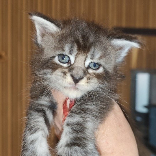 Alya Kitten's Palace Femelle Maine coon
