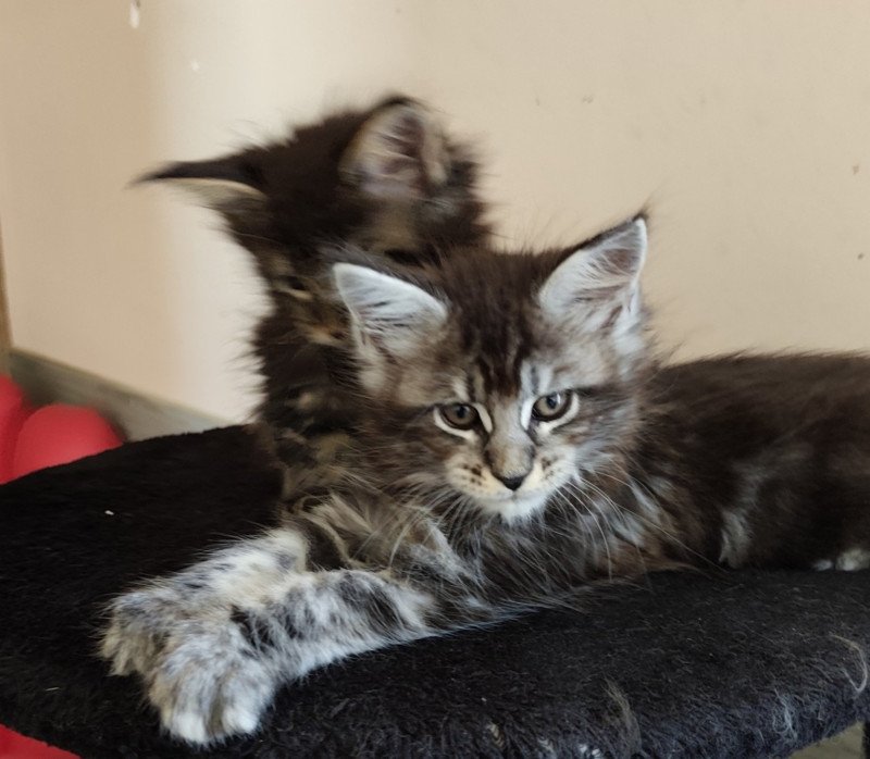 Alya Kitten's Palace Femelle Maine coon