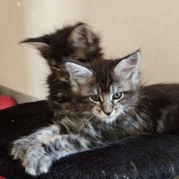 chaton Maine coon brown tabby Alya Chatterie Kitten's Palace Elevage de Maine Coon
