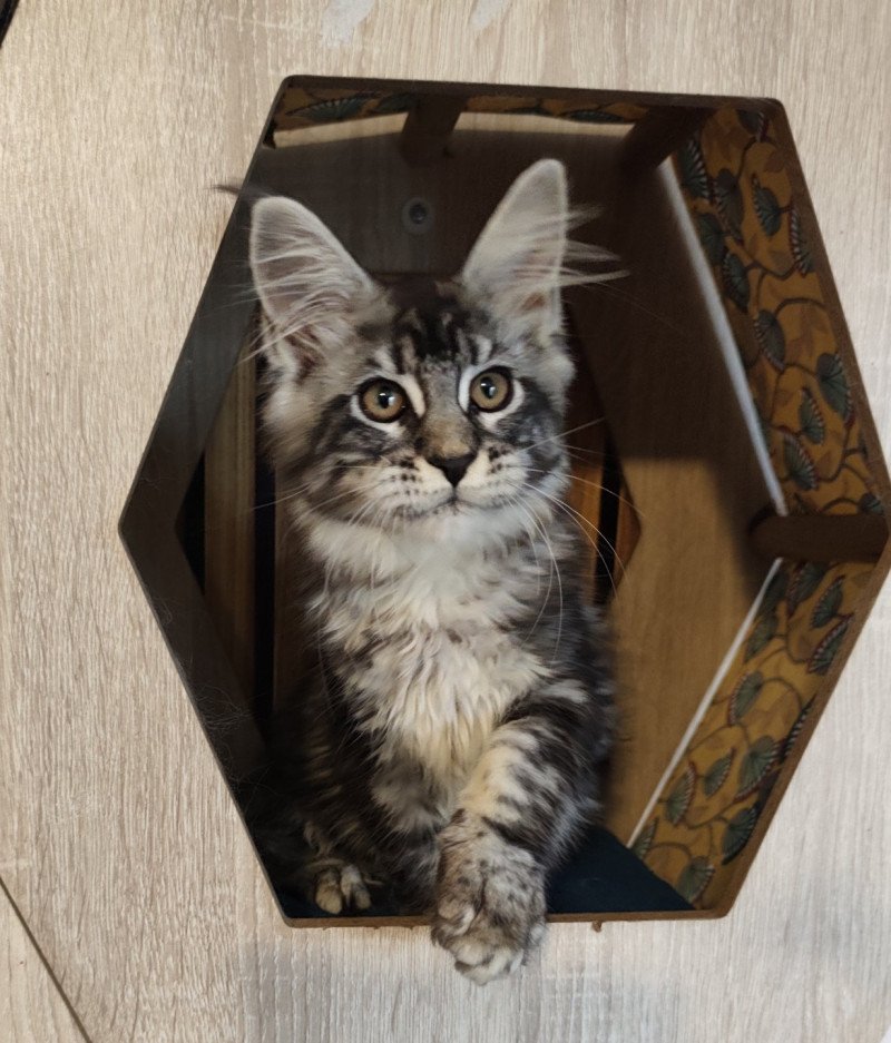 Alya Kitten's Palace Femelle Maine coon