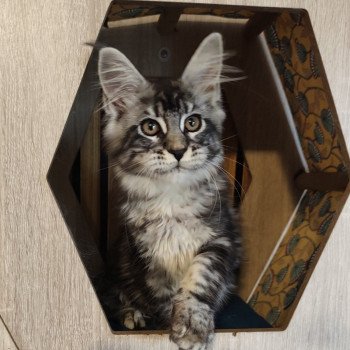 chaton Maine coon brown tabby Alya Chatterie Kitten's Palace Elevage de Maine Coon chaton Maine coon brown tabby Alya Chatterie Kitten's Palace Elevage de Maine Coon