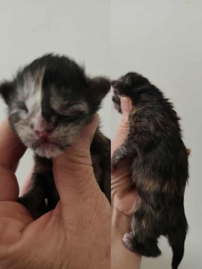 A Kitten's Palace Femelle Maine coon A Kitten's Palace Femelle Maine coon