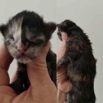 chaton Maine coon black tortie smoke A Chatterie Kitten's Palace Elevage de Maine Coon chaton Maine coon black tortie smoke A Chatterie Kitten's Palace Elevage de Maine Coon