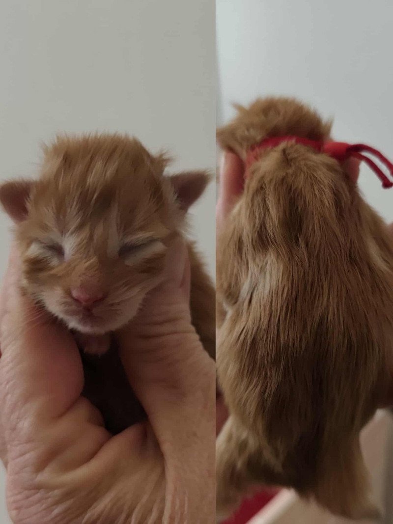 A Kitten's Palace Femelle Maine coon A Kitten's Palace Femelle Maine coon