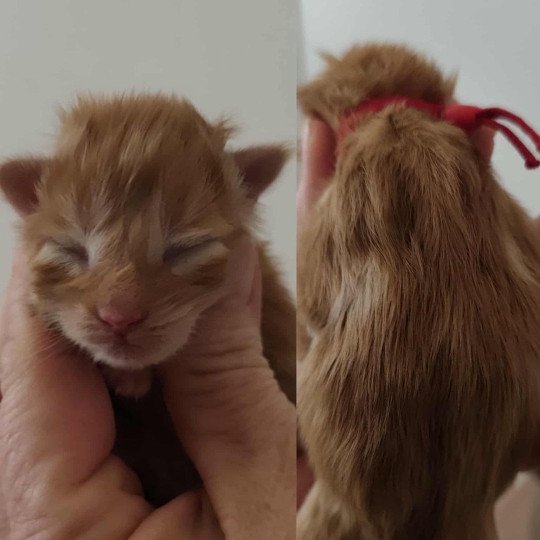 A Kitten's Palace Femelle Maine coon