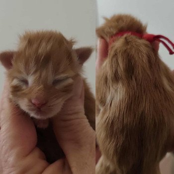 chaton Maine coon red A Chatterie Kitten's Palace Elevage de Maine Coon chaton Maine coon red A Chatterie Kitten's Palace Elevage de Maine Coon
