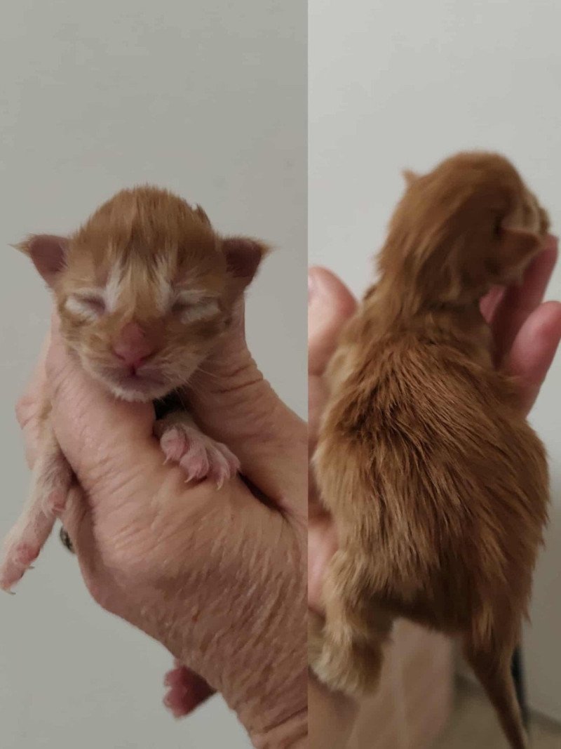 A Kitten's Palace Mâle Maine coon A Kitten's Palace Mâle Maine coon