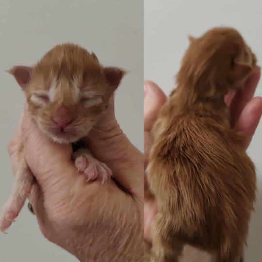 A Kitten's Palace Femelle Maine coon