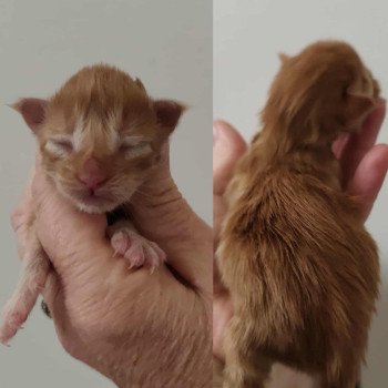 chaton Maine coon red A Chatterie Kitten's Palace Elevage de Maine Coon chaton Maine coon red A Chatterie Kitten's Palace Elevage de Maine Coon