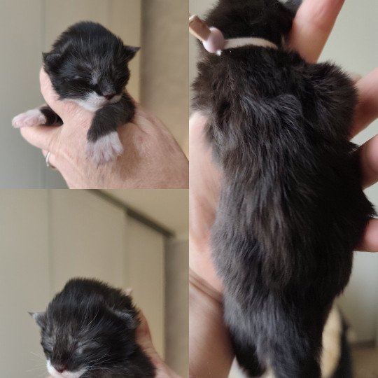 A Collier blanc Kitten's Palace Mâle Maine coon