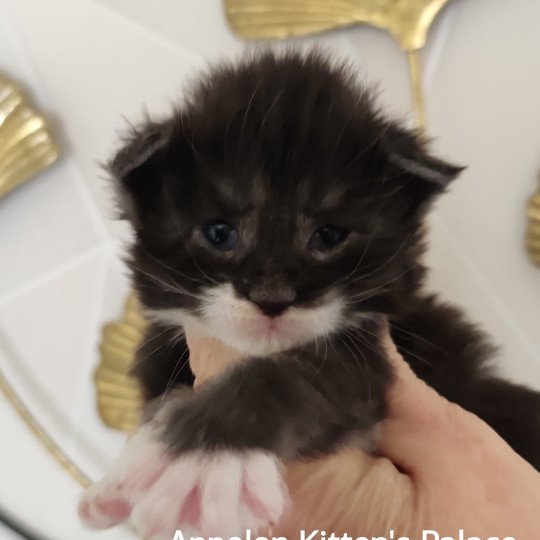 Appolon Kitten's Palace Mâle Maine coon