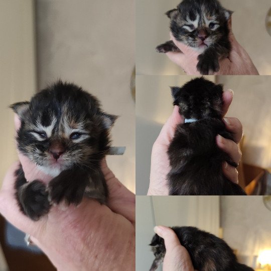 A collier bleu clair Kitten's Palace Femelle Maine coon