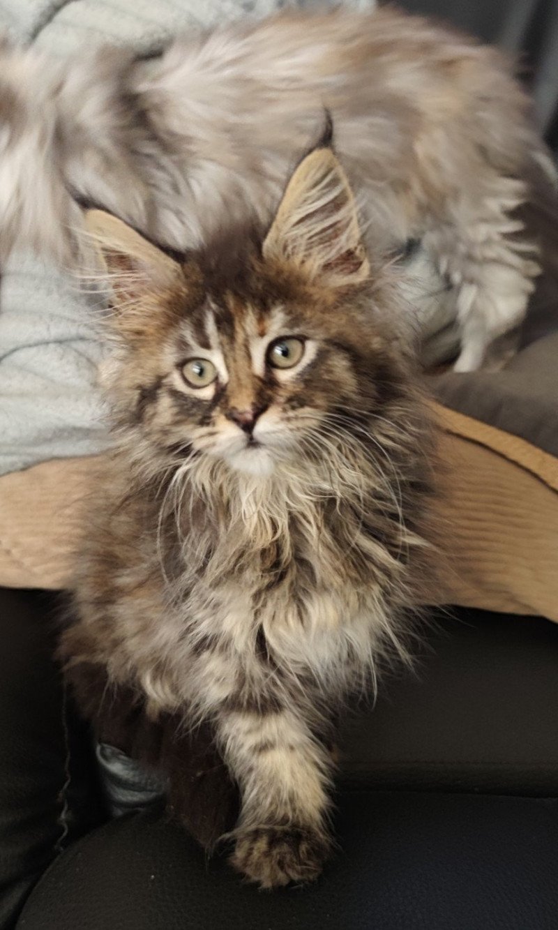 Arya Kitten's Palace Femelle Maine coon