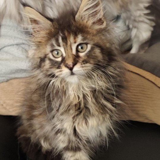 Arya Kitten's Palace Femelle Maine coon