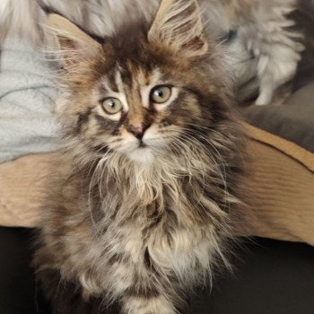 chaton Maine coon black tortie Arya Chatterie Kitten's Palace Elevage de Maine Coon chaton Maine coon black tortie Arya Chatterie Kitten's Palace Elevage de Maine Coon