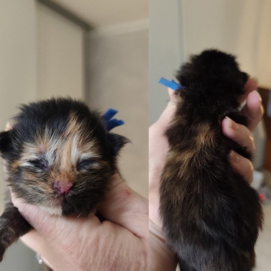 A Collier Bleu foncé Kitten's Palace Femelle Maine coon