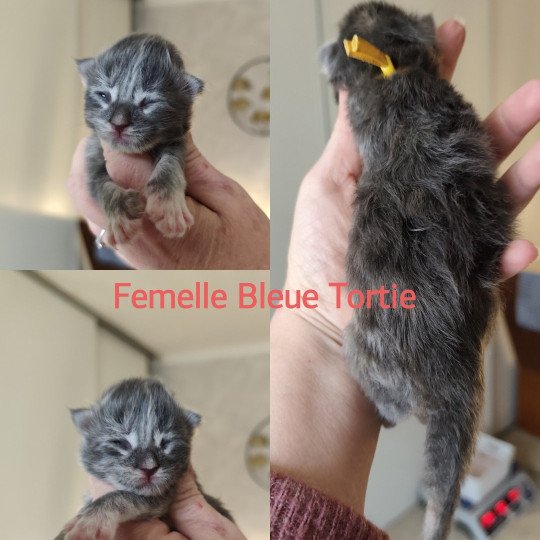 A Collier Jaune Kitten's Palace Femelle Maine coon