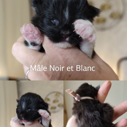 A collier rose Kitten's Palace Mâle Maine coon