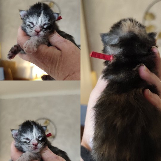 A Collier Rouge Kitten's Palace Femelle Maine coon