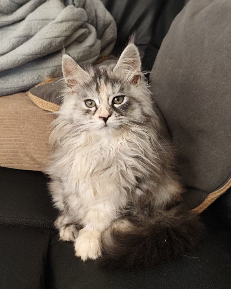 Alméa Kitten's Palace Femelle Maine coon