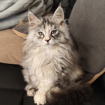 chaton Maine coon black tortie Alméa Chatterie Kitten's Palace Elevage de Maine Coon chaton Maine coon black tortie Alméa Chatterie Kitten's Palace Elevage de Maine Coon