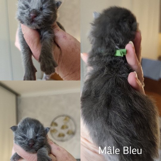 A Collier vert Kitten's Palace Mâle Maine coon