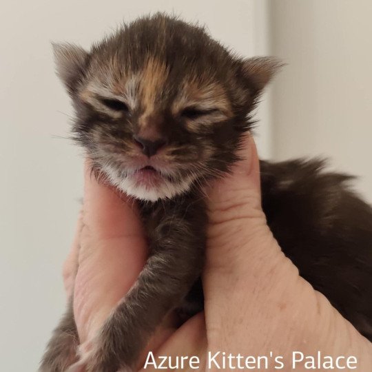 Azure Kitten's Palace Femelle Maine coon