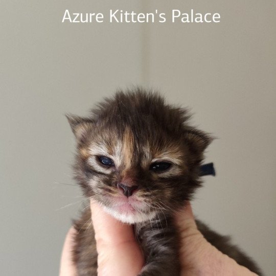 Azure Kitten's Palace Femelle Maine coon
