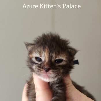 chaton Maine coon brown tortie tabby Azure Chatterie Kitten's Palace Elevage de Maine Coon
